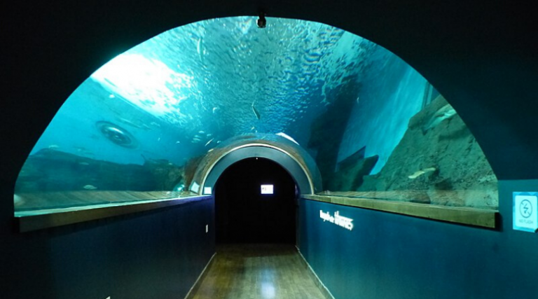 Todo sobre el acuario de Sevilla - Experiencias y esencias de Sevilla